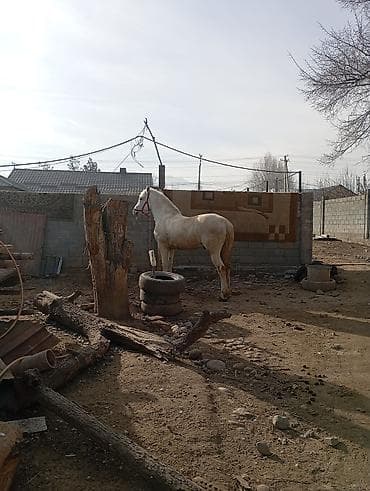 эски машына: Обмен на авто хлам не предлагать — 2