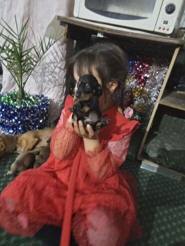 купить чихуахуа мини: Такса, 1 месяц, Самка — 7