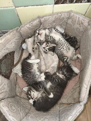 котят купить: Котята, помёт из 4 малышей. Родились 27 апреля - 2 девочки,и 2 — 10