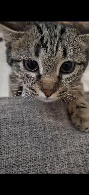 все для кошки: 8 месяцев, Мальчик, Приучена к лотку, Проглистована — 5