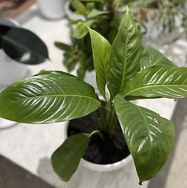 Бөлмө өсүмдүктөрү: Спатифиллум (Spathiphyllum) в горшке - Компактный куст с крупными — 2