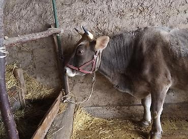 куплю туки: Продаю | Корова (самка) | Швицкая | Для молока | Племенные — 2