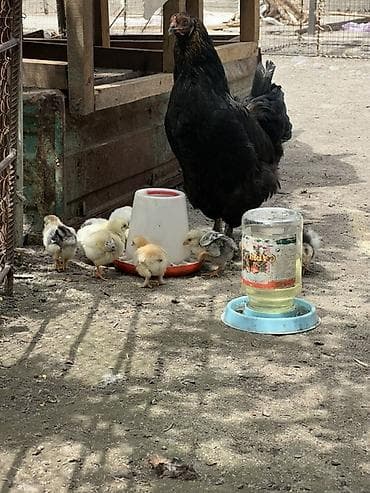 купить утки: Продаю | Куры | Домашняя | Для разведения — 3
