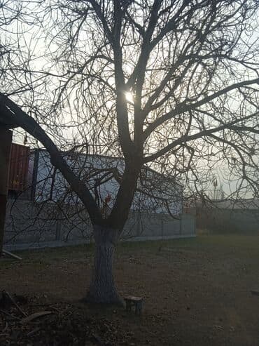 Продаю два дерева грецкий орех на спил,возраст более 40 лет,прошу