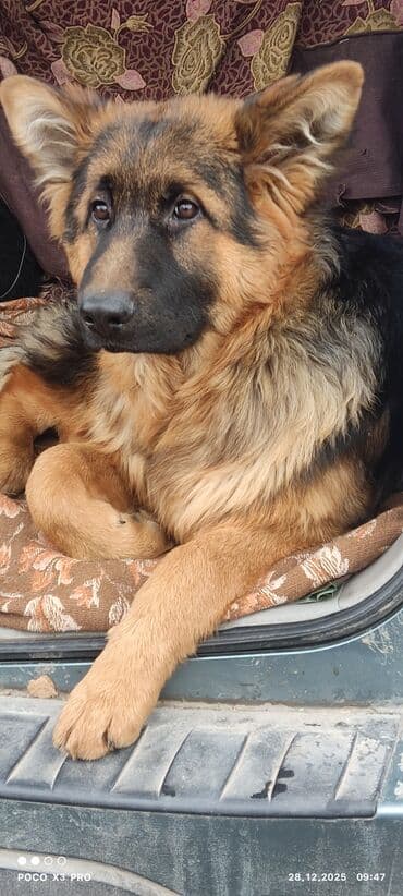 грызуны домашние: Продается 6 мес подрощенный щенок немецкой овчарки с полным пакетом — 1