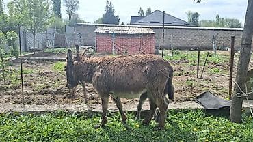 кошки домашние: Ургаачы эшек сатам баласы менен чогу,тууганына 2- күн болду — 2