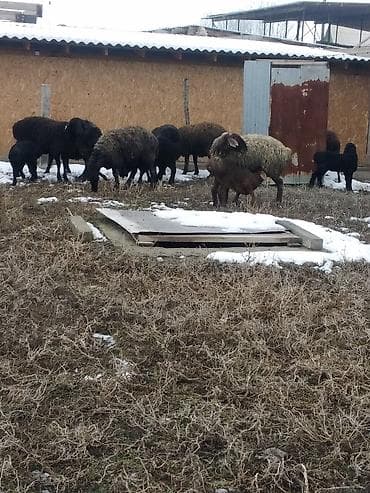 овцы токмок: Продаю | Овца (самка), Ягненок, Баран (самец) | Для разведения | Котные, Матка, Ярка — 4