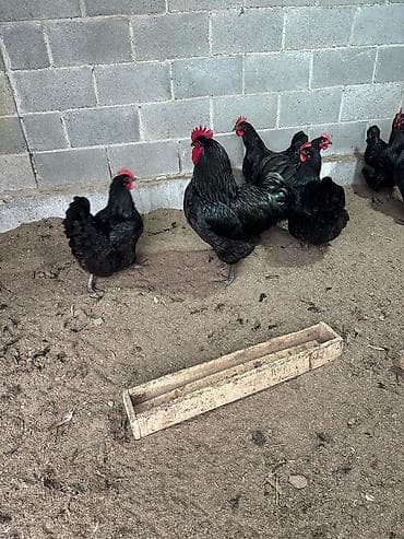 американский бульдог цена: Продаю | Цыплята — 5