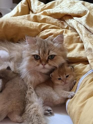 кошки пушистые: Шотландские котята, окрасы золотой шиншилла и белый. - Плюшевые — 2
