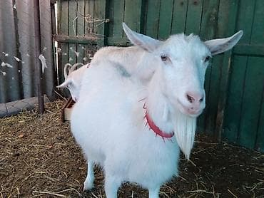 козл: Продаю | Коза (самка) | Для разведения | Племенные, Котные — 9