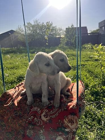 собака чихуахуа: Тайган кучук Бир ай чиста кровный — 3