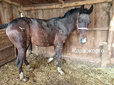 карликовый шпиц белый цена: Продаю | Жеребец | Кара Жорго | Конный спорт — 3