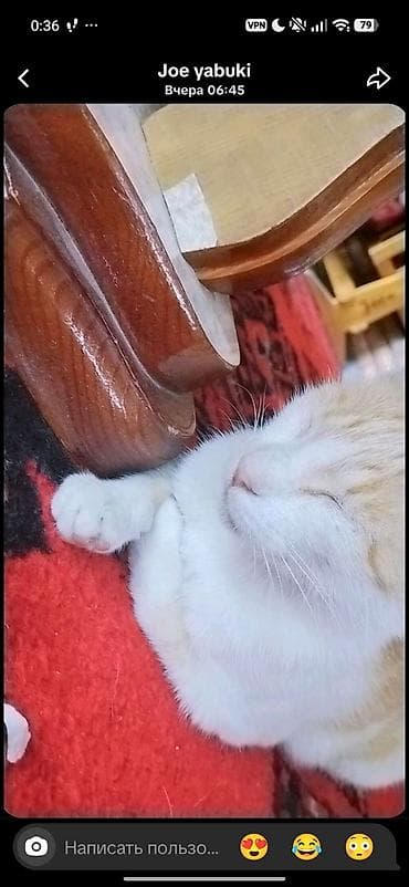 Мышыктар: Домашние котята Описание: - Оба котёнка с короткой шерстью — 10