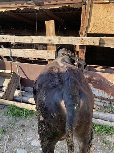 миниатюрный бультерьер: Продаю | Бык (самец) | Швицкая | На откорм | Осеменитель — 3