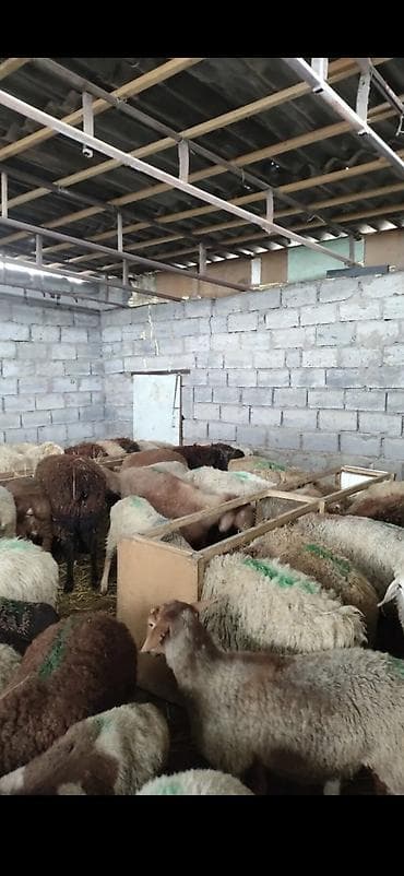 Продаю баран (овец) на забой от 13000 сомов и выше адрес бишкек