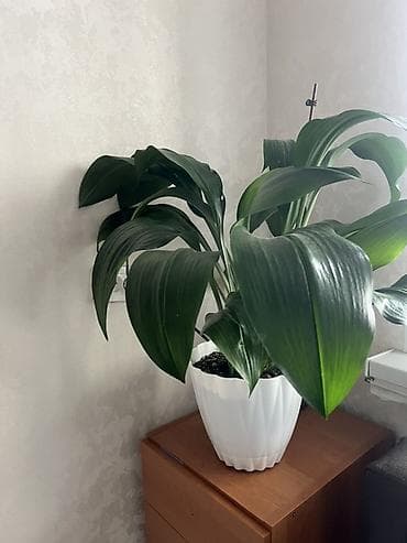 Комнатные растения в горшках 1) Сансевиерия (Sansevieria trifasciata
