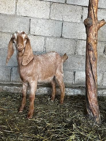 двойная коза: Продаю | Козлёнок | Битал | Для разведения | Племенные — 4