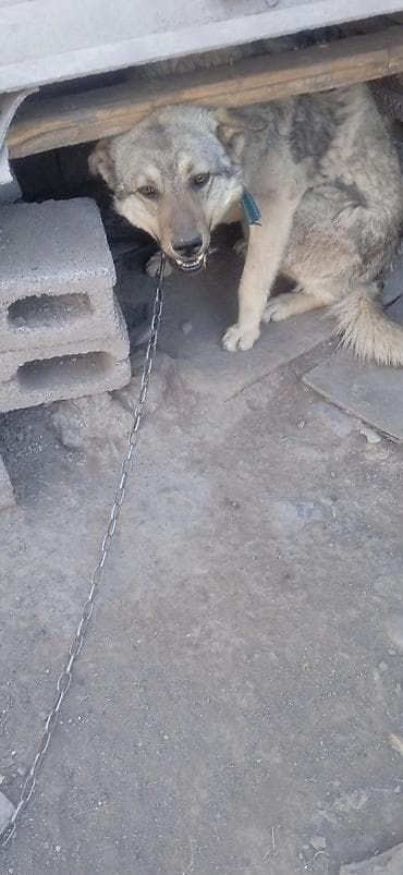 купить собаку фокстерьер: Собака среднего размера, на цепи. Окрас серо-палевый с темным — 5