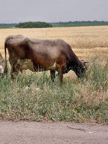 Продаю | Корова (самка) — 2