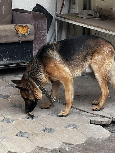 черный овчарка: Немецкая овчарка, 2 года, Самец — 3