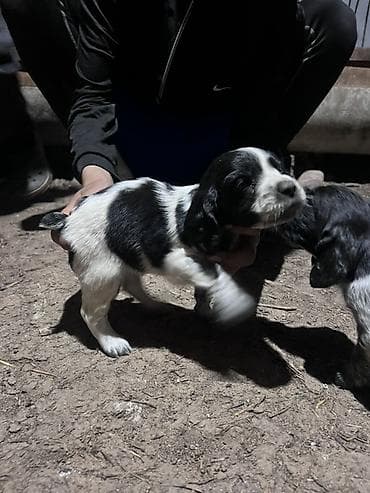 бенгальская кошка домашняя: Щенок с черно-белым окрасом, коротким хвостиком и плотным костяком — 10