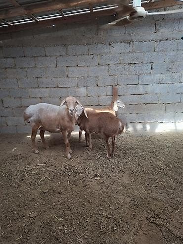 Продаю | Овца (самка) | Для разведения | Ягнившаяся at lalafo.kg Продаю | Овца (самка) | Для разведения | Ягнившаяся