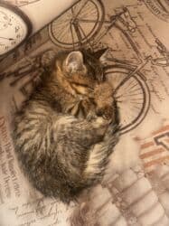 отдам кота я его боюсь: Отдам котёнка (девочку) в хорошие руки. Мать превосходный охотник на — 8