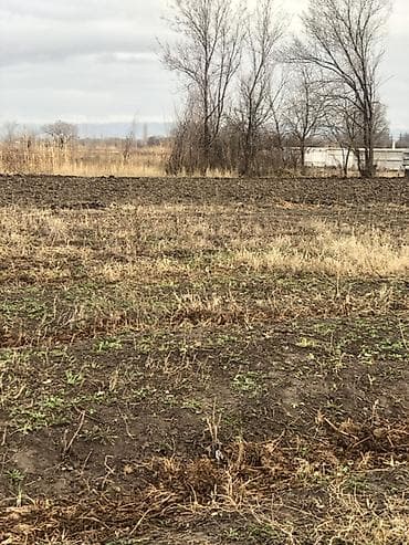 Жер тилкелери: Земельный участок сельскохозяйственного назначения - Ровная открытая — 1