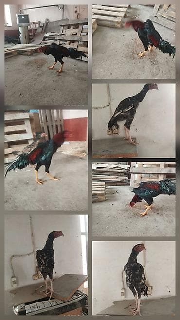 Жужики продаются япон Шамо и маленкий немец шамо at lalafo.kg Жужики продаются япон Шамо и маленкий немец шамо