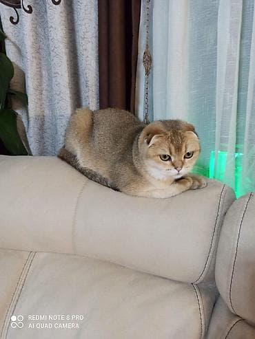 купить кошку манчкин: Скотиш Страйт (Шотландская прямоухая), 1 месяц, Девочка, Золотая шиншилла, Приучена к лотку — 5