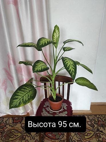 фикус декоративный: Диффенбахия (комнатное декоративно-лиственное растение) - Высокие — 4