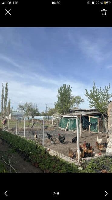 продаю дом в селе сосновка: Дом, 119 м², 5 комнат, Собственник, Косметический ремонт — 6