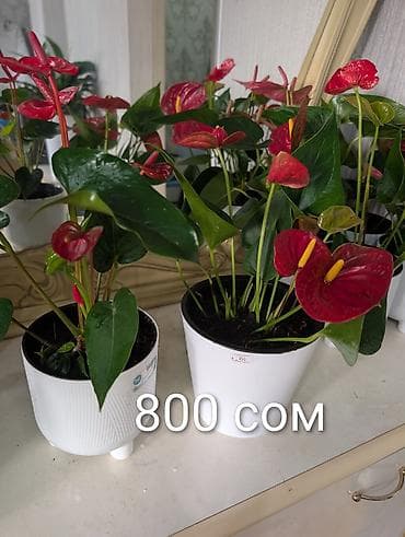 растении: Комнатные растения в горшках - Антуриумы (красные и белые соцветия) — 6