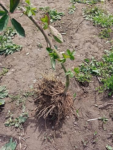 mini projector: Малина полька 12сом малина мапема 32сом ежевика лохнес 50 Саженцы — 2