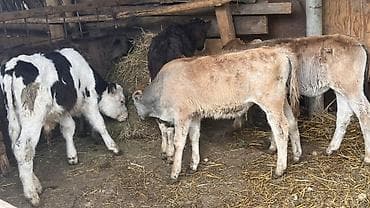 бравекто цена бишкек: Сатам | Уй (ургаачы), Бука (эркек), Кунаажын — 4