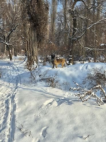 Бельгийская овчарка, 9 месяцев, Самка, С прививкой