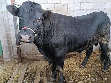 ангусы 3 месица: Продаю | Бык (самец) | Абердин-ангус | На откорм, На забой, Для разведения | Осеменитель, Искусственник — 5