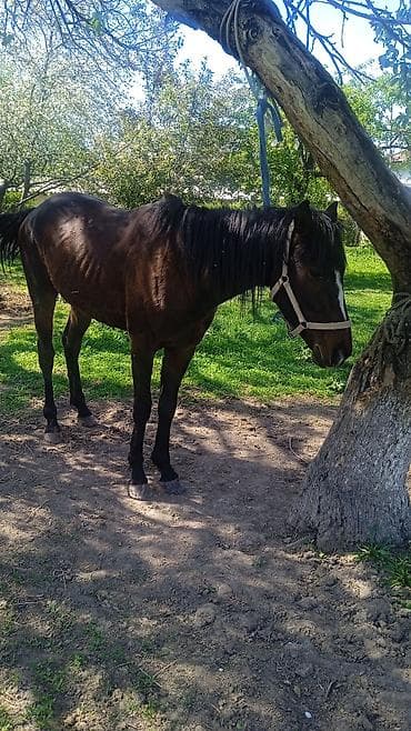 лошади полукровка: Продаю | Жеребец | Полукровка | Рабочий — 3
