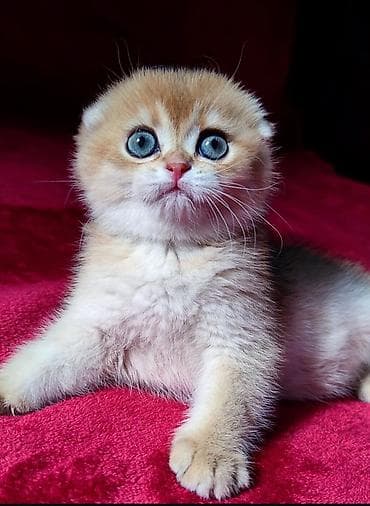 ориентальная длинношерстная кошка: Скотиш Фолд (Шотландская вислоухая), 2 месяца, Мальчик, Золотая шиншилла — 1
