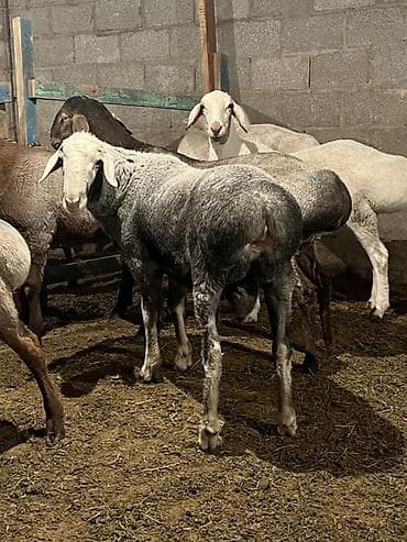 одежда для животных: Продаю | Баран (самец) | На забой | Ярка — 1