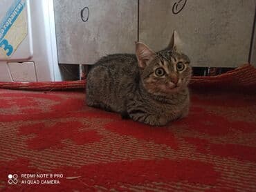 А/ч жаныбарлары үчүн тоюттар: Домашний котёнок, короткошёрстный, тигровый (серо-коричневый табби) — 1