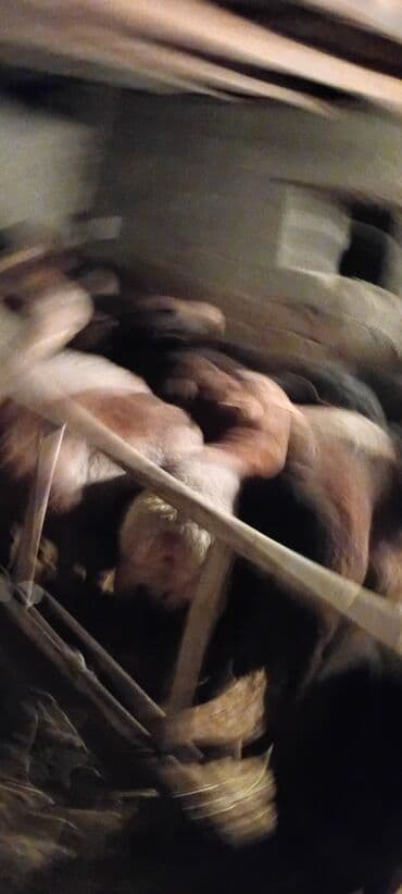 собака бордер колли: Продаю | Баран (самец) | Полукровка | На забой | Осеменитель — 6