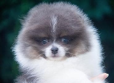 продажа шпицов: Шпиц, 2 месяца, Самец — 9