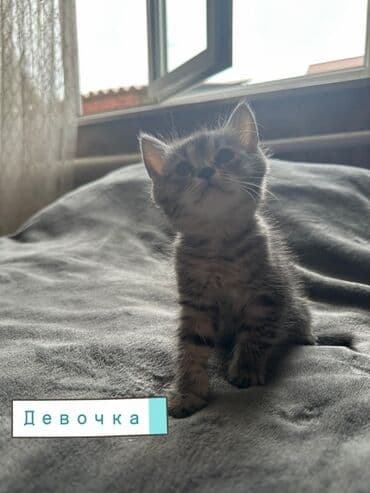 отдам котенка в добрые руки: Эркек — 4