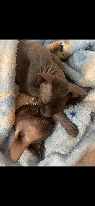 пародистые кошки: Котята породы канадский сфинкс помесь с британцем (серый/голубой — 3