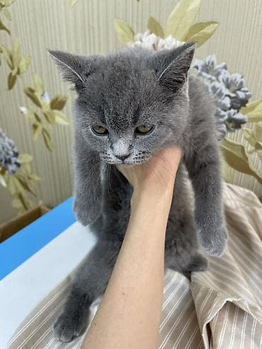 Мышыктар: Британский короткошёрстный котёнок, окраса голубой (серый). - — 2