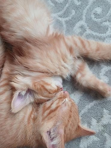 животные купить: Котята домашние, окрас: - три рыжих табби (полосатые), густая мягкая — 4