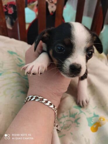 Грызуны: Две милых девочки породы чихуахуа ждут своих новых хозяев. Им 1,5 — 6