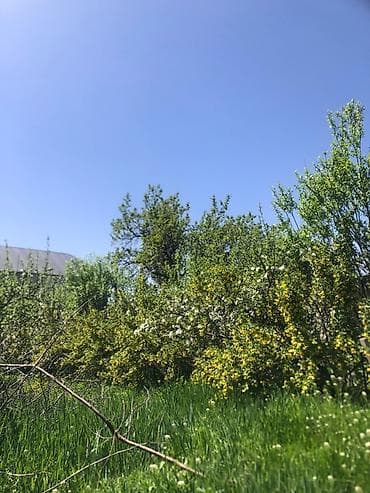 малина желтая: Саженцы Смородины КАПИТАНКА (поросль от взрослого куста) - — 9