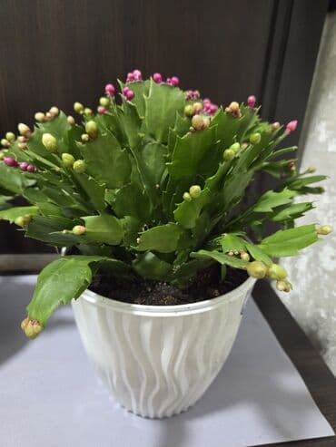 домашние растение: Эухарис (амазонская лилия) — комнатное луковичное растение с крупными — 27